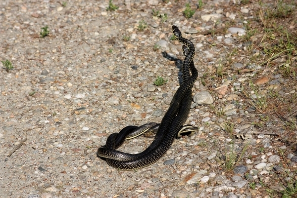 Lotta tra Coluber viridiflavus - Hierophis viridiflavus